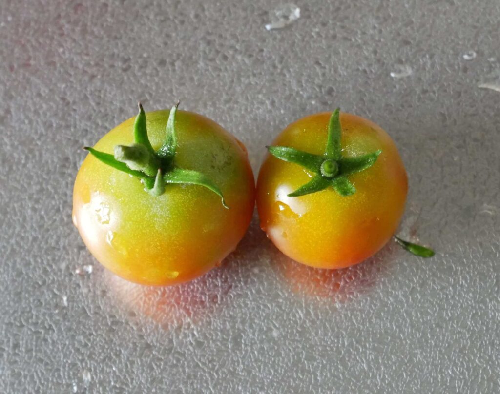cherry-tomatoes