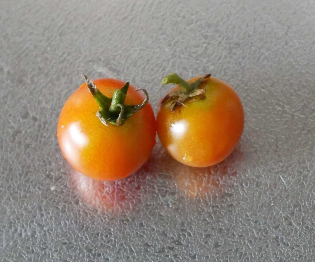 cherry-tomatoes