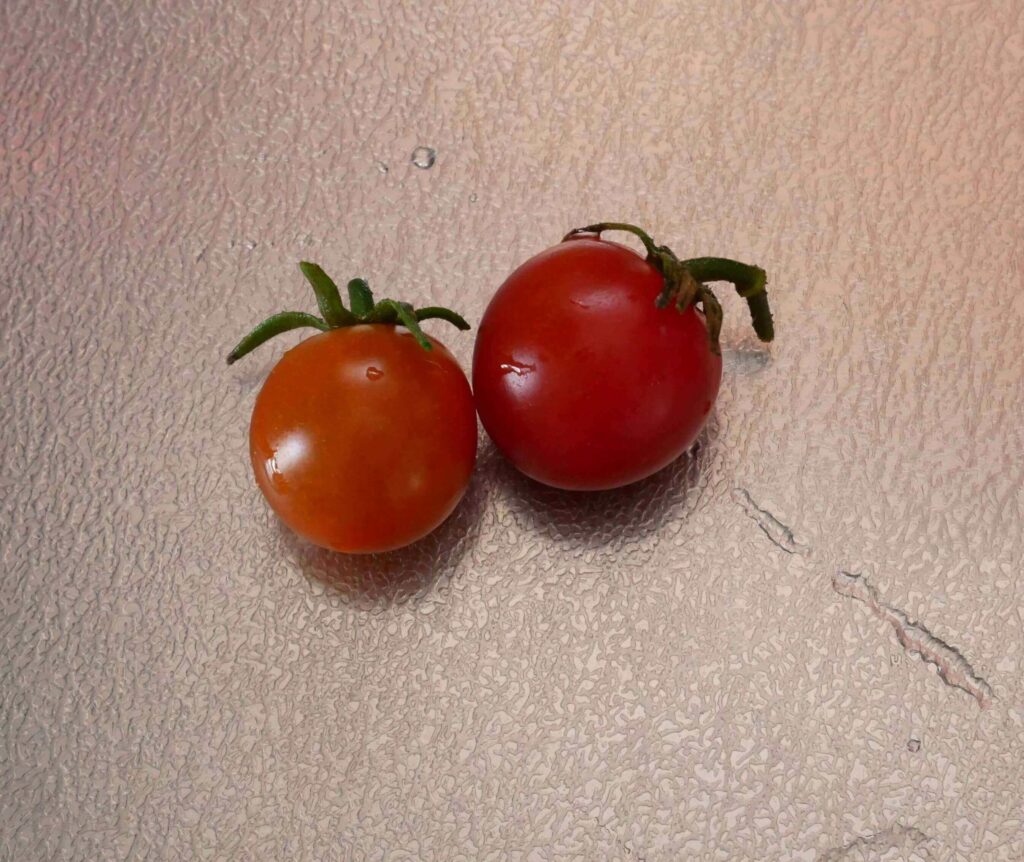 cherry-tomatoes