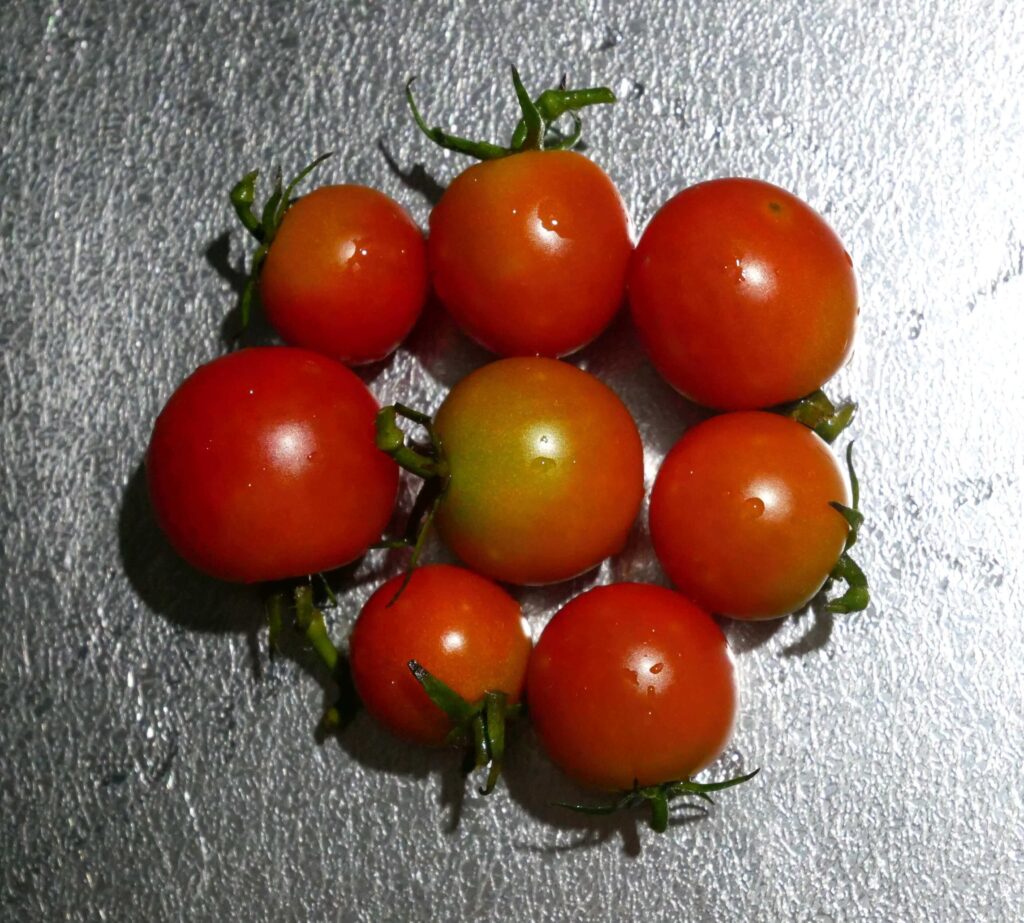 cherry-tomatoes