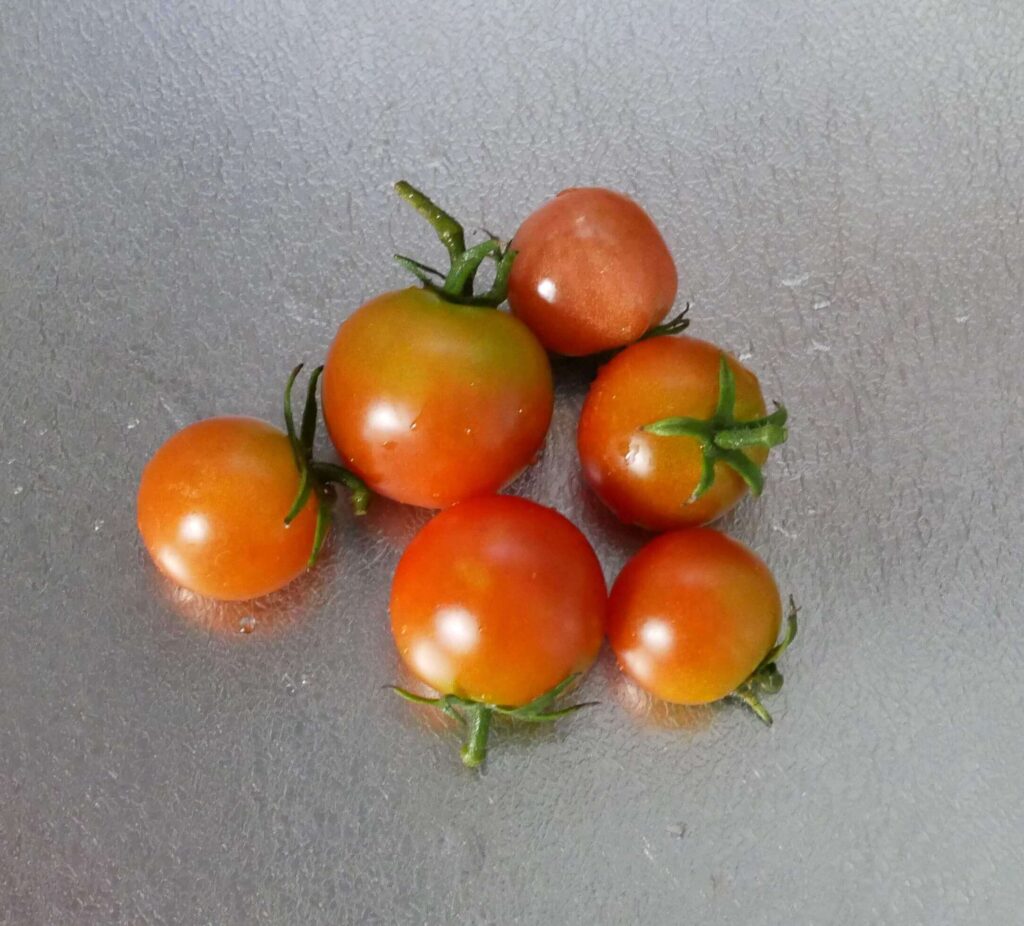 cherry-tomatoes