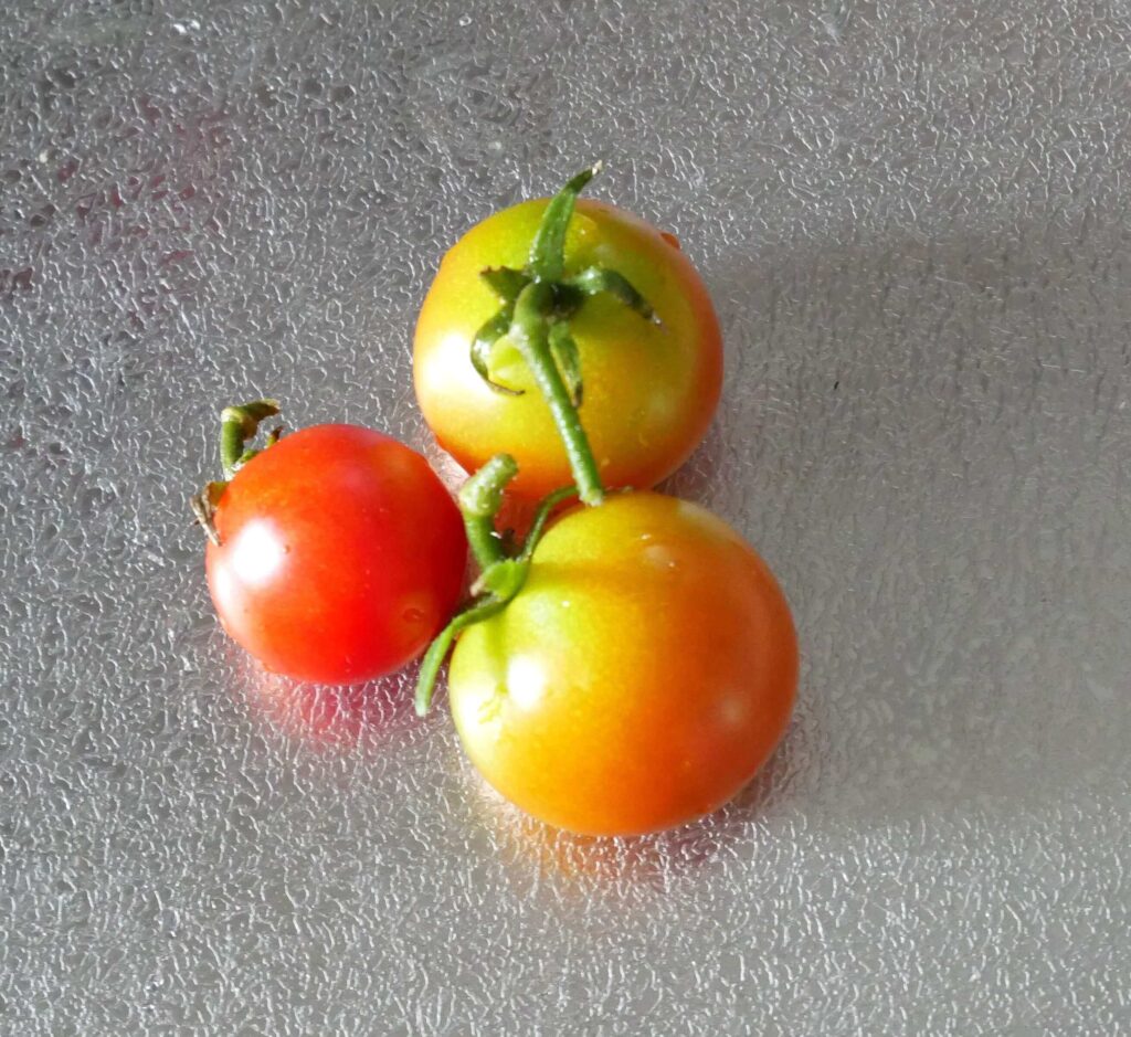cherry-tomatoes