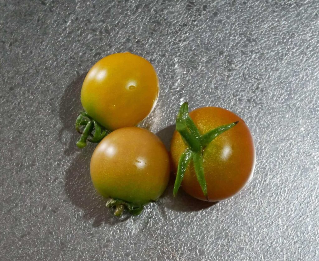 cherry-tomatoes