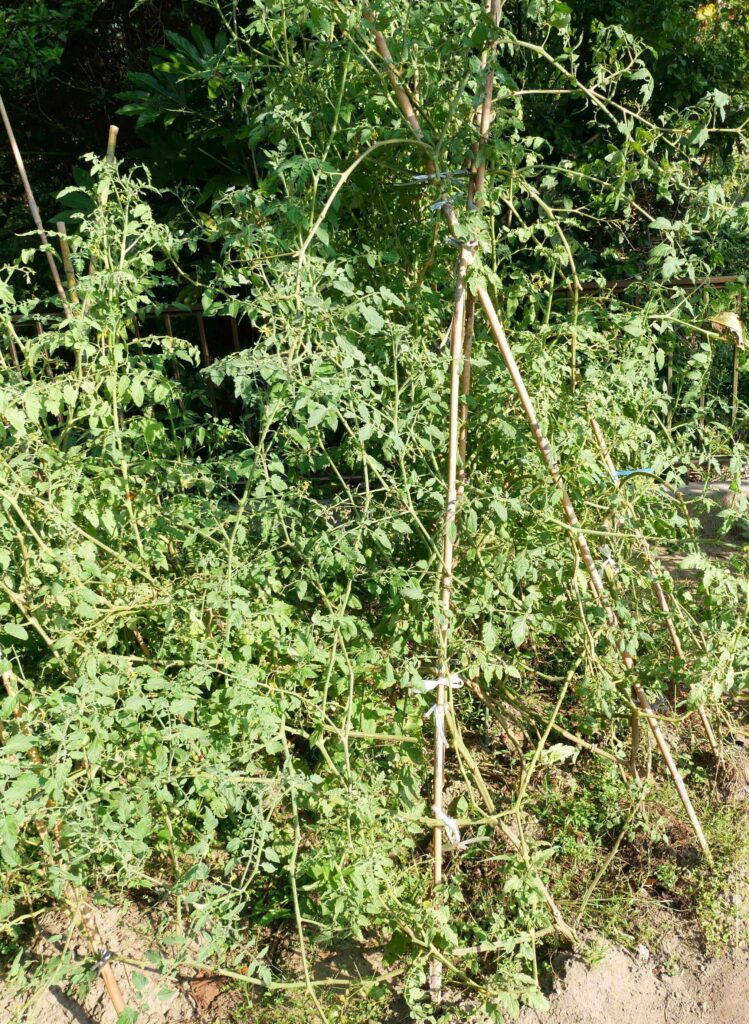 cherry-tomatoes