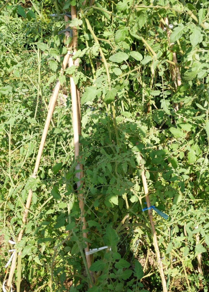 cherry-tomatoes