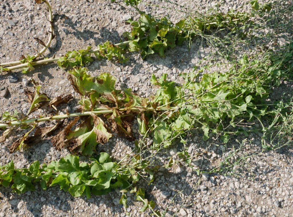 sunny-lettuce
