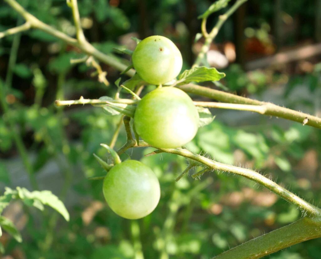 cherry-tomatoes