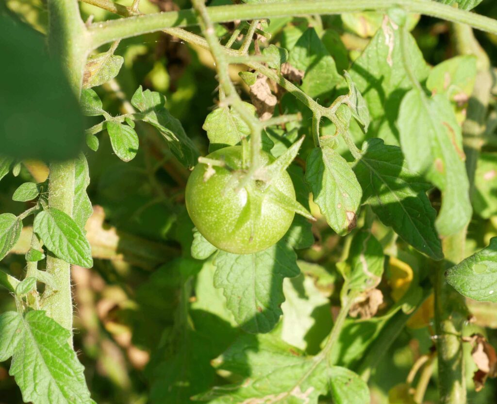 cherry-tomatoes