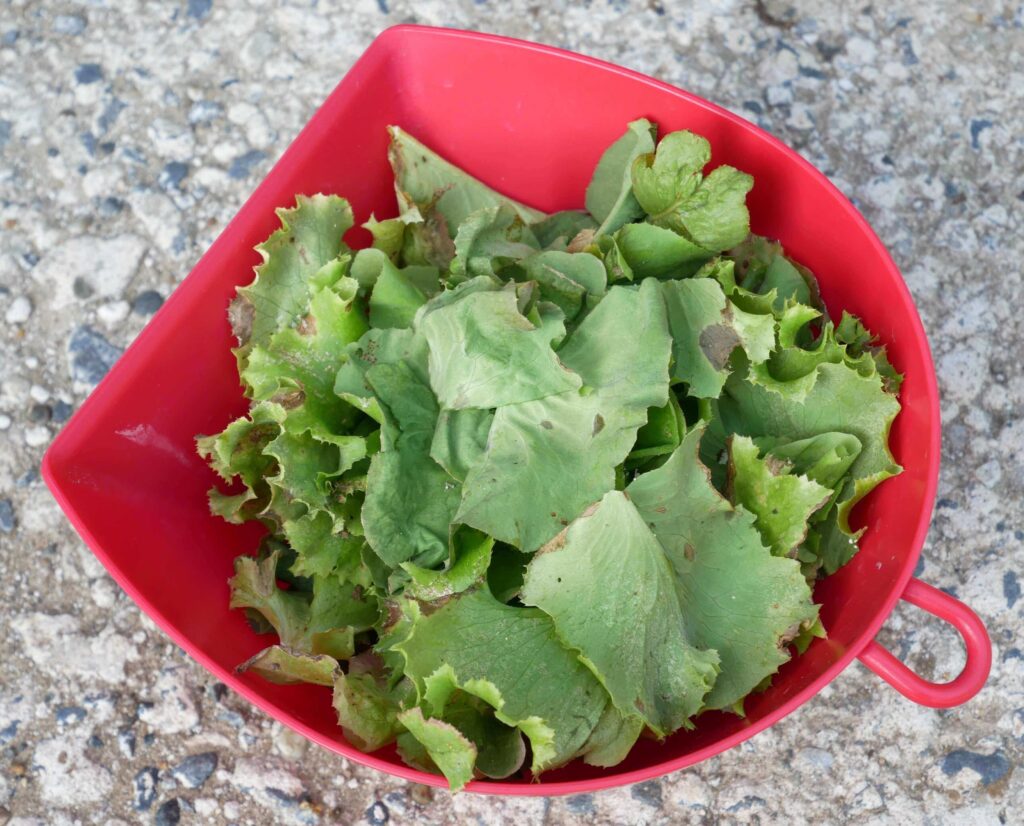 sunny-lettuce