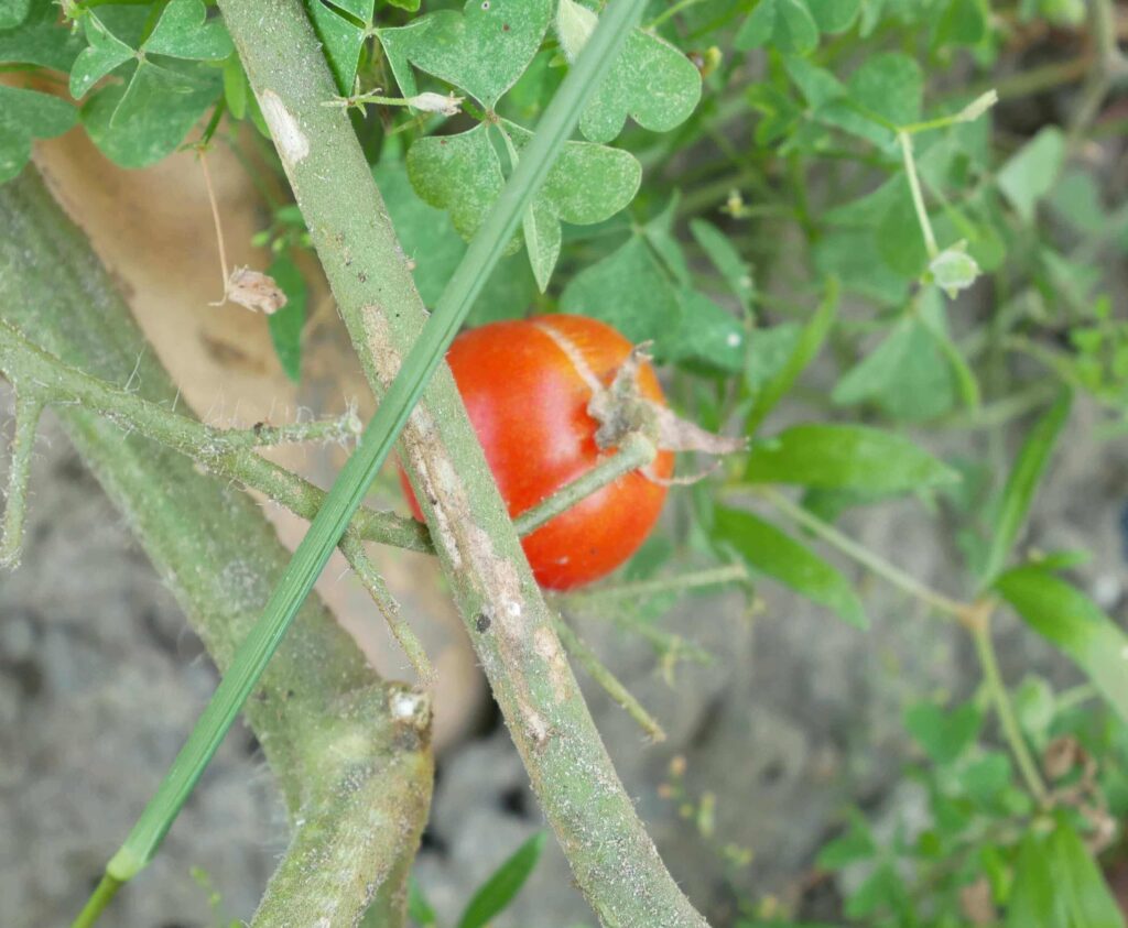cherry-tomatoes