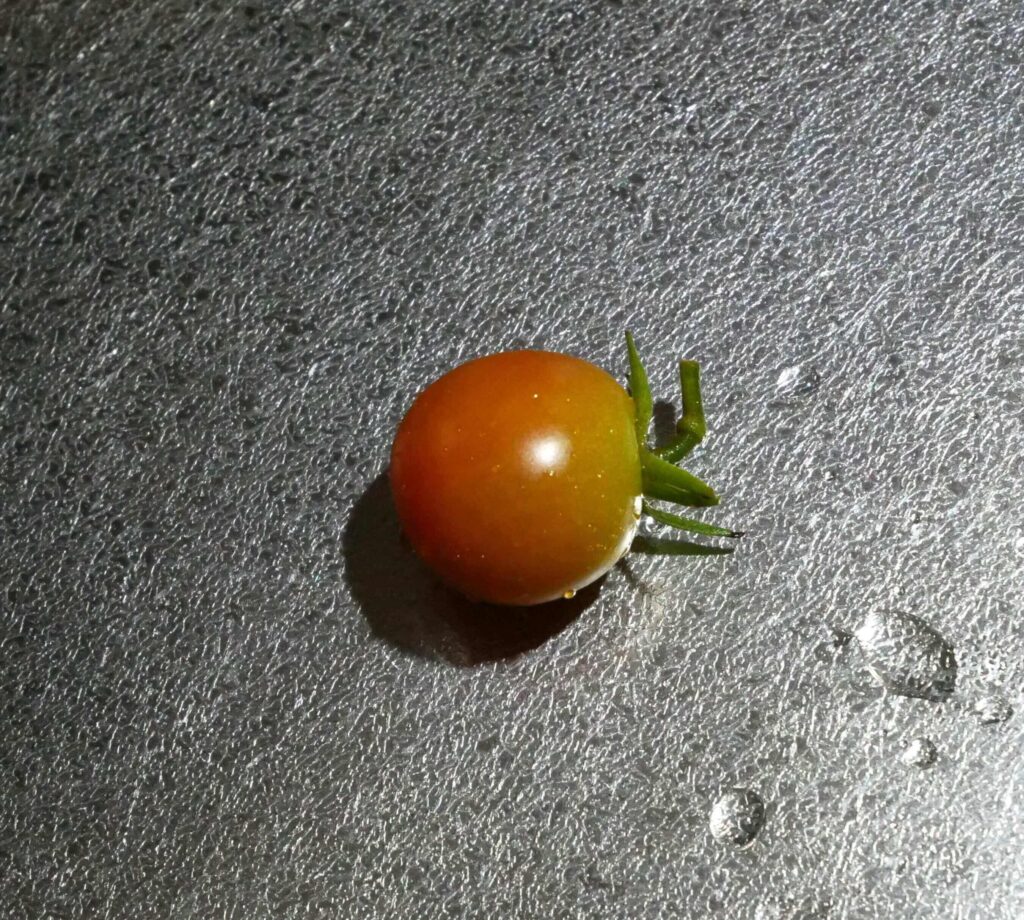 cherry-tomatoes