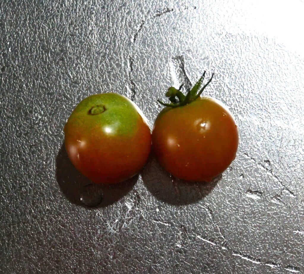 cherry-tomatoes