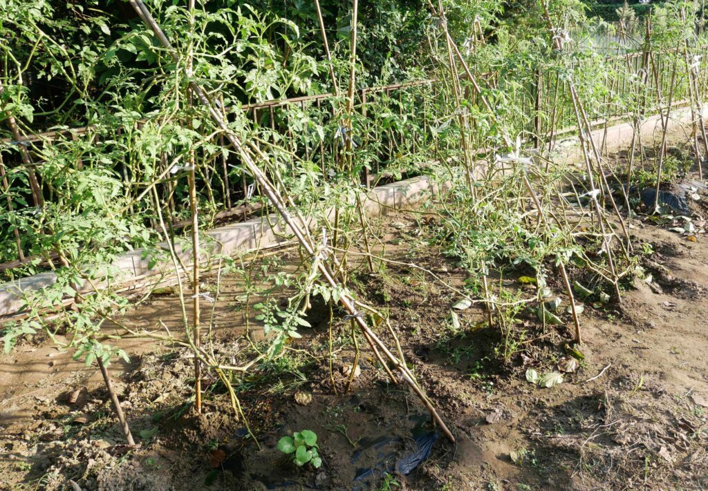 cherry-tomatoes