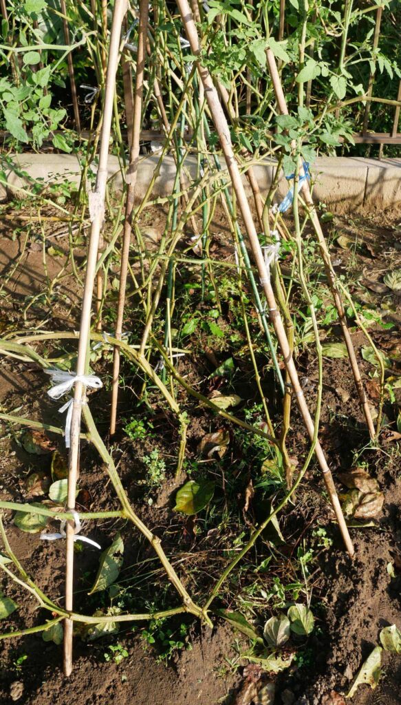 cherry-tomatoes