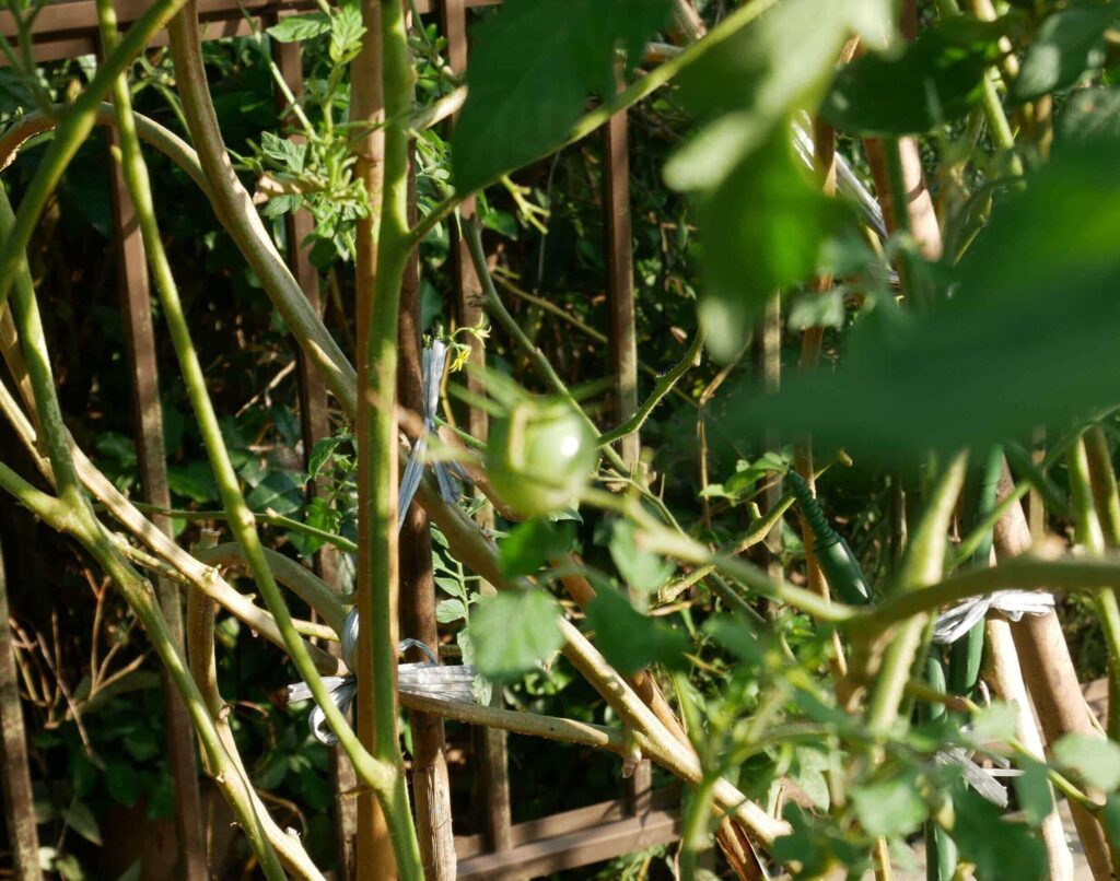 cherry-tomatoes