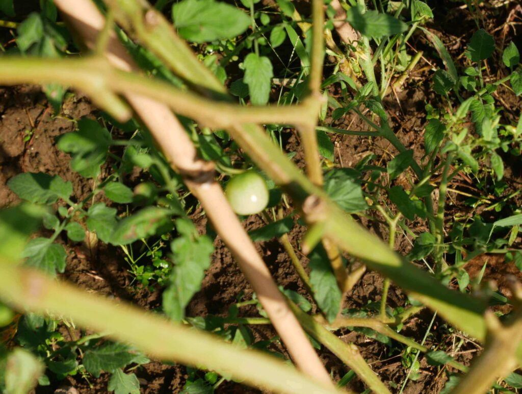 cherry-tomatoes