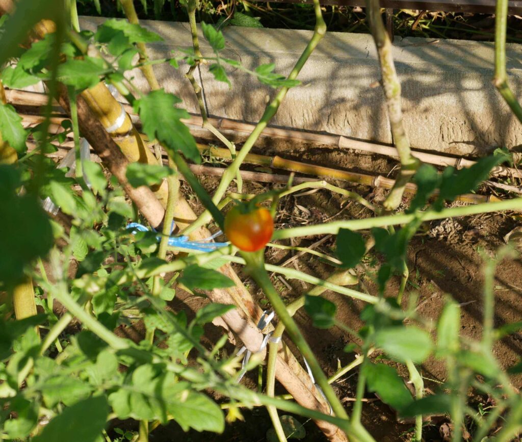 cherry-tomatoes