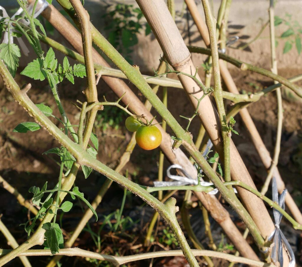 cherry-tomatoes