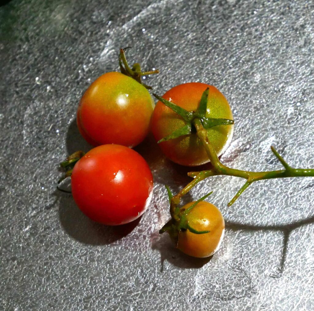 cherry-tomatoes