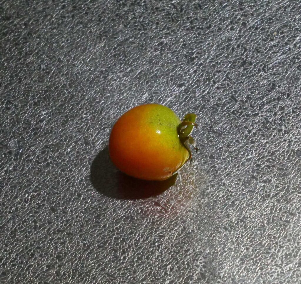 cherry-tomatoes