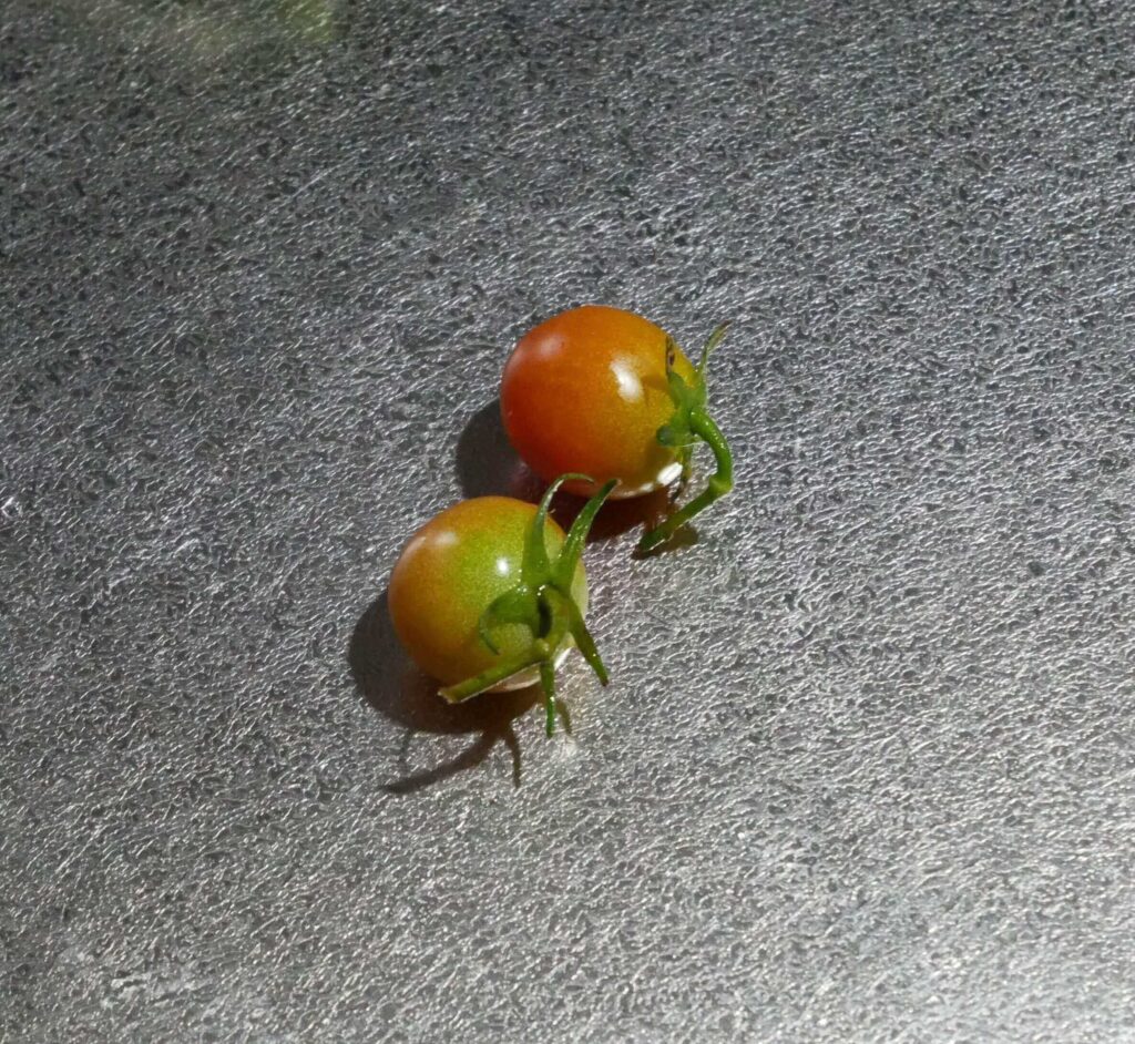 cherry-tomatoes