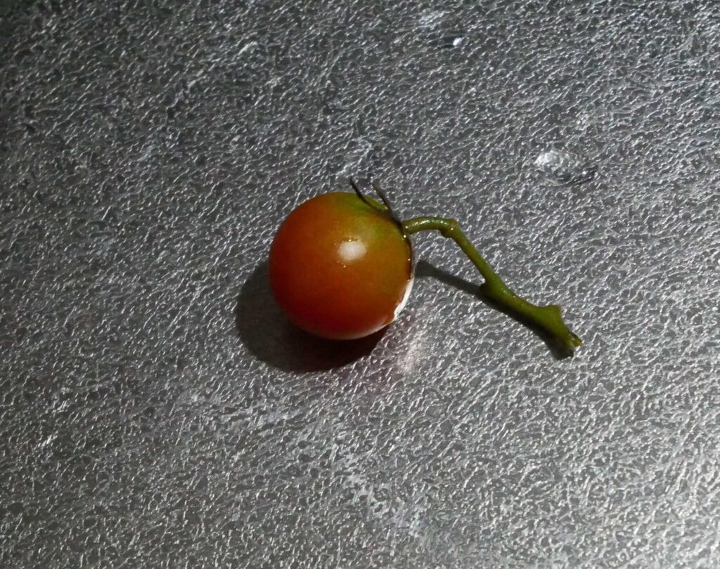 cherry-tomatoes