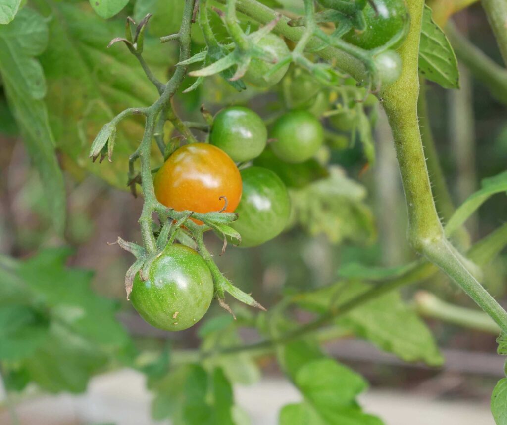 cherry-tomatoes