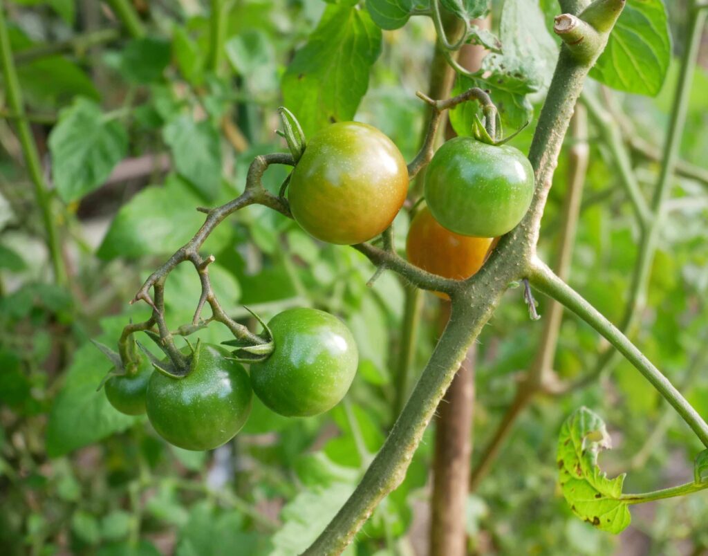 cherry-tomatoes