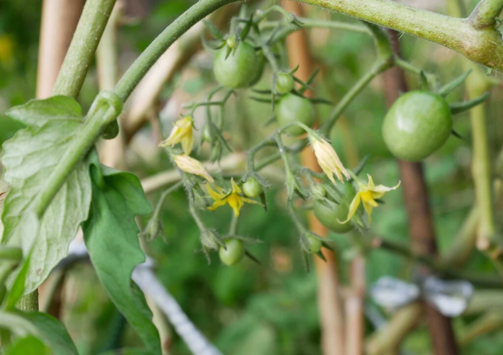 cherry-tomatoes