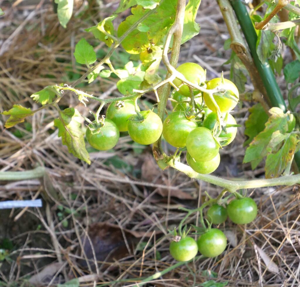 cherry-tomatoes