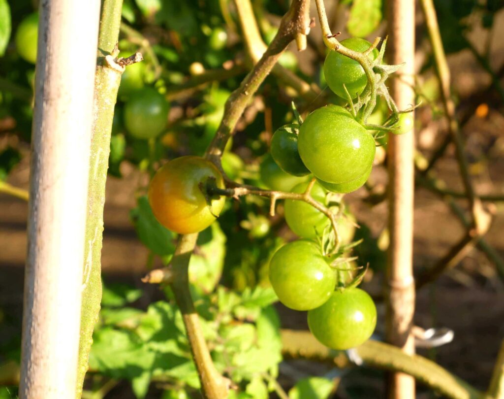 cherry-tomatoes