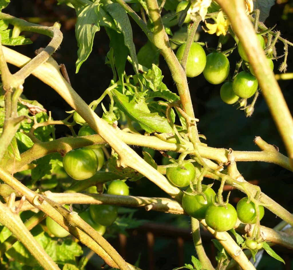 cherry-tomatoes