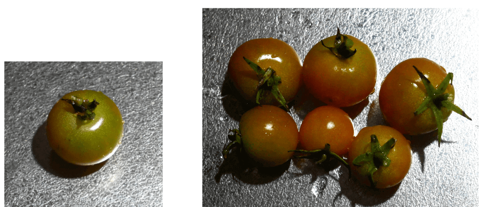cherry-tomatoes