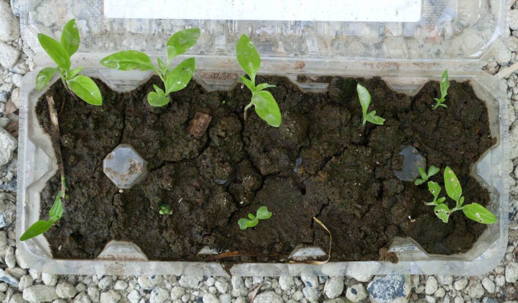 green-pepper