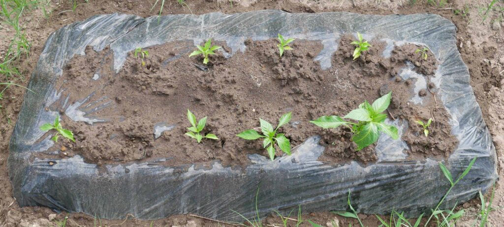 green-pepper