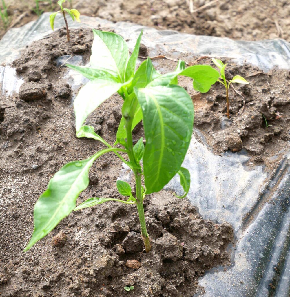 green-pepper