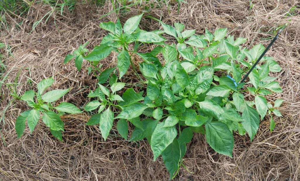 green-pepper