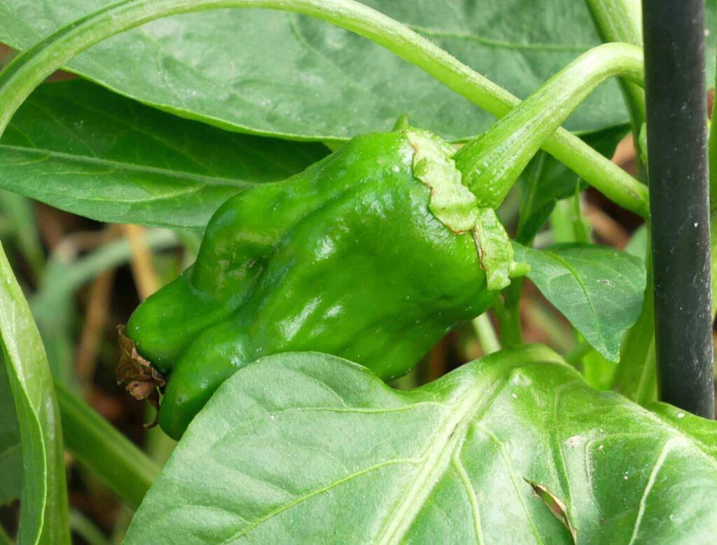 green-pepper