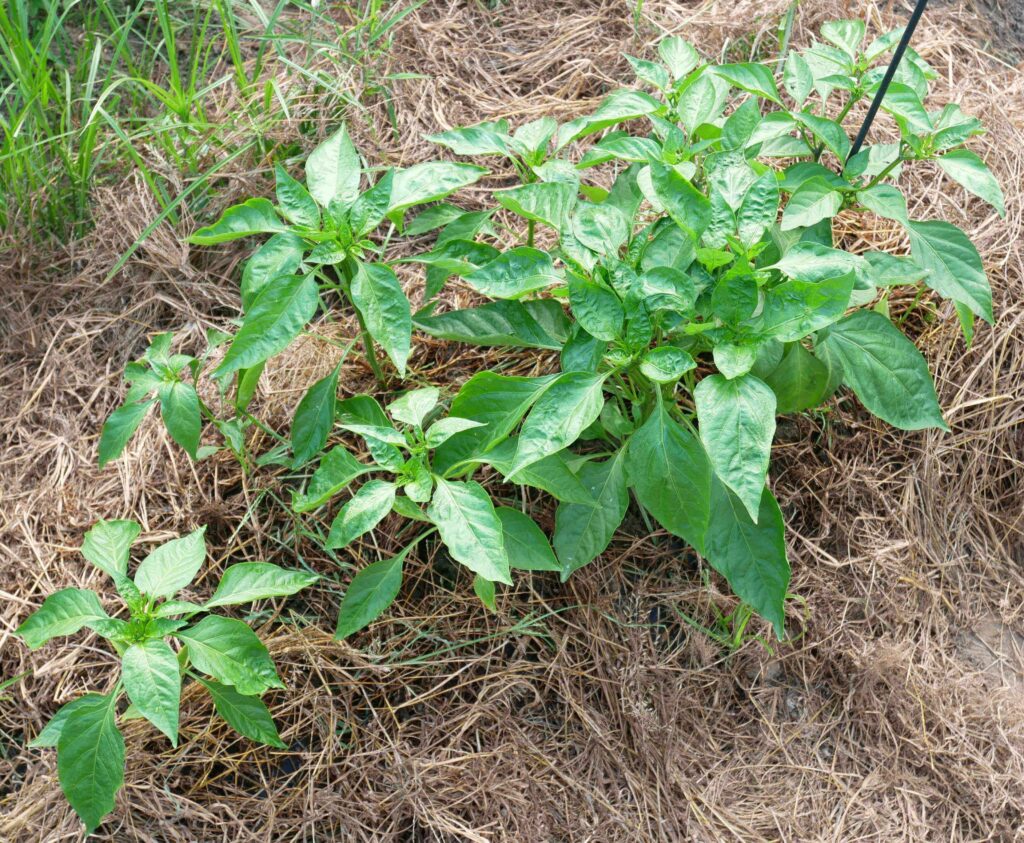 green-pepper