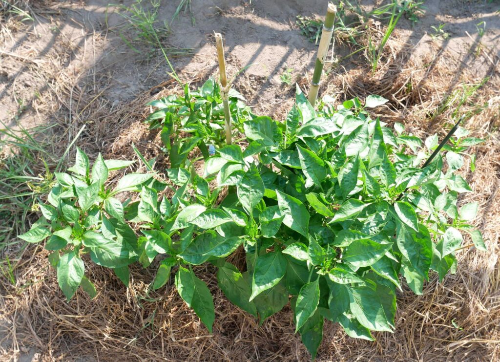 green-pepper