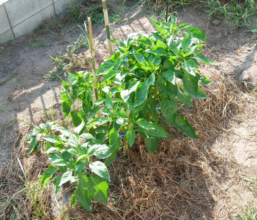 green-pepper