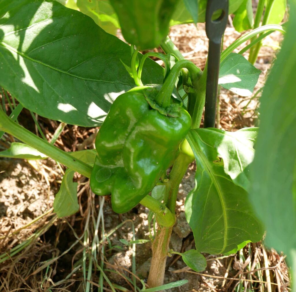 green-pepper