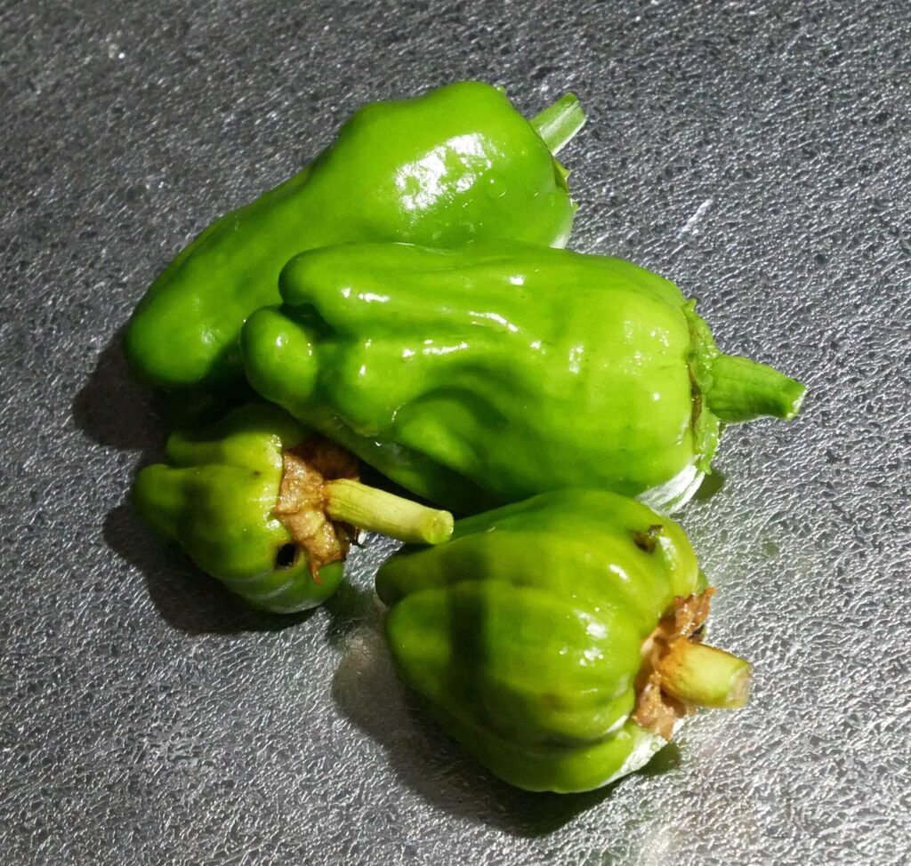 green-pepper