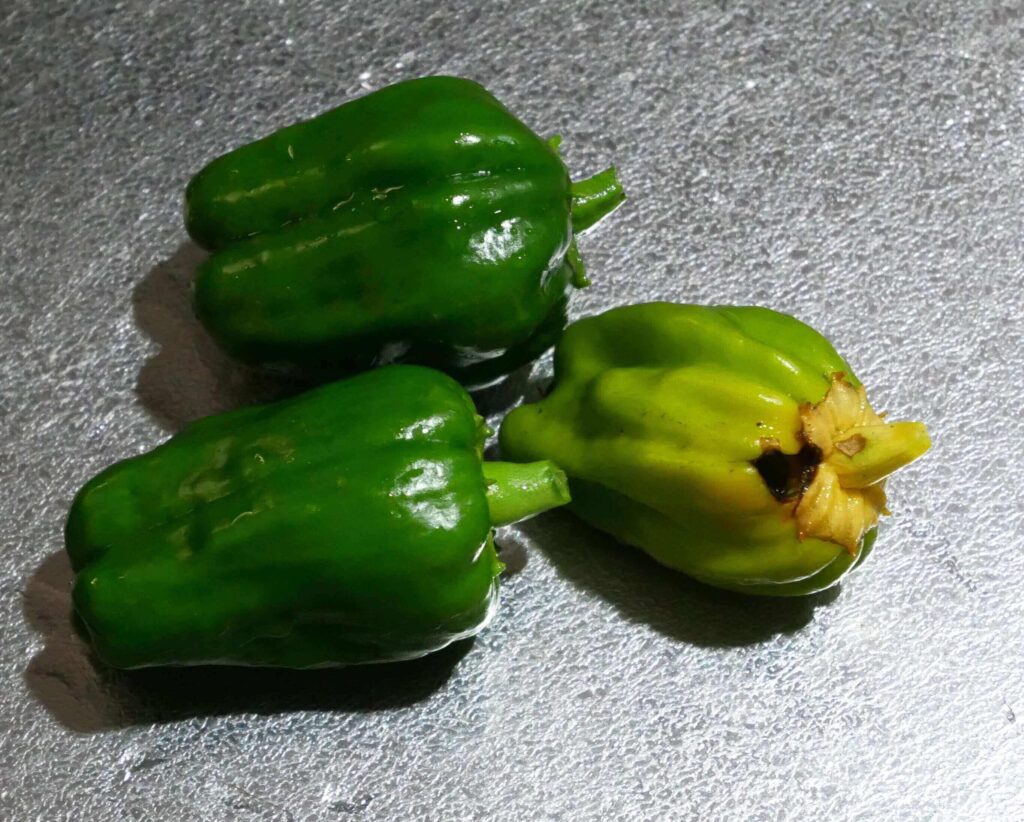 green-pepper