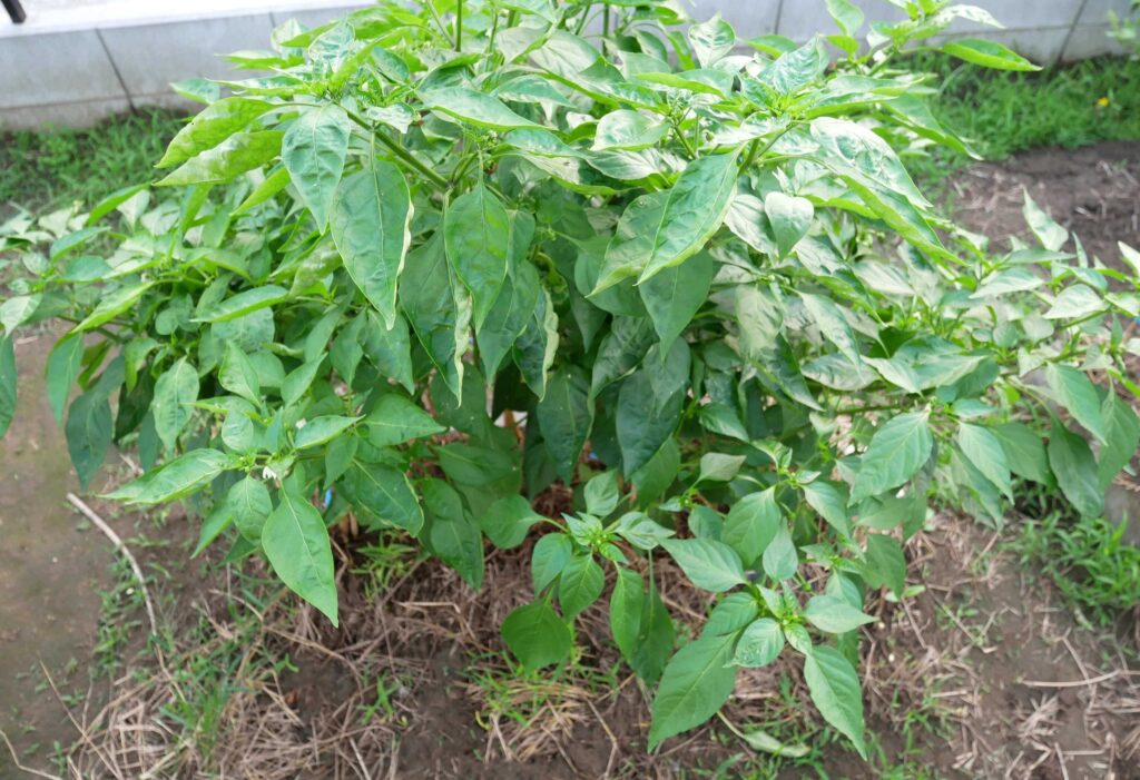 green-pepper
