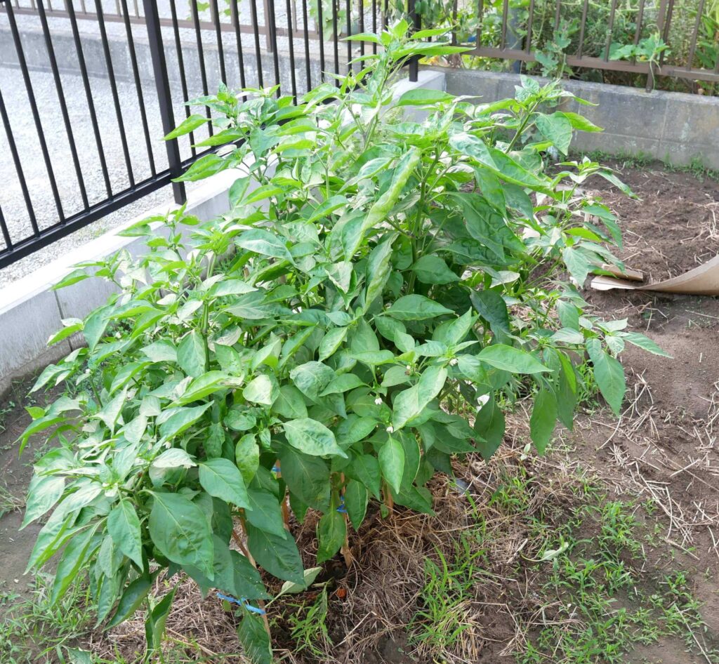 green-pepper