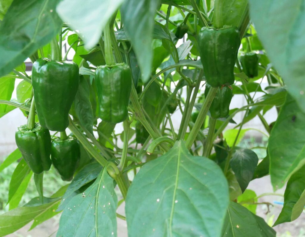 green-pepper