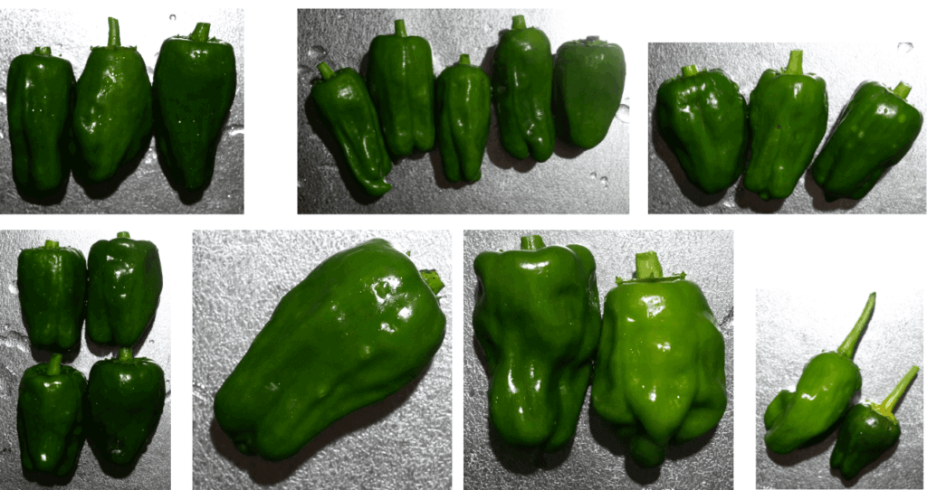 green-pepper