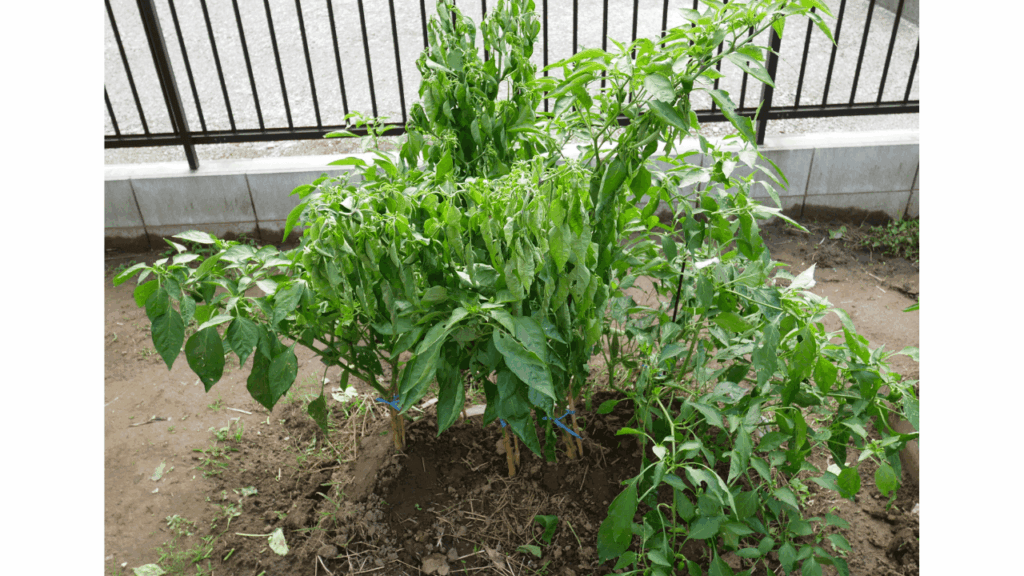 green-pepper