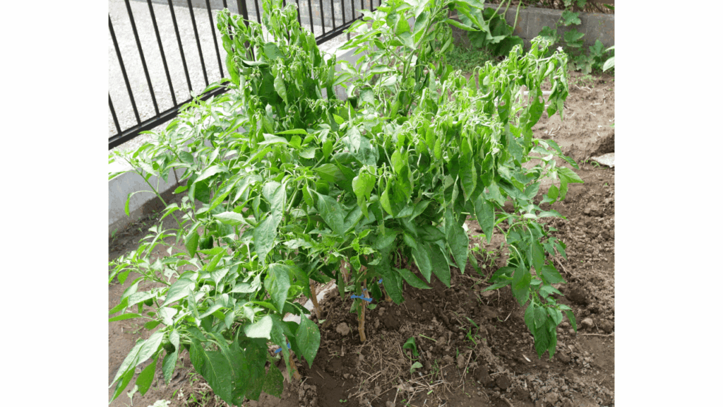 green-pepper